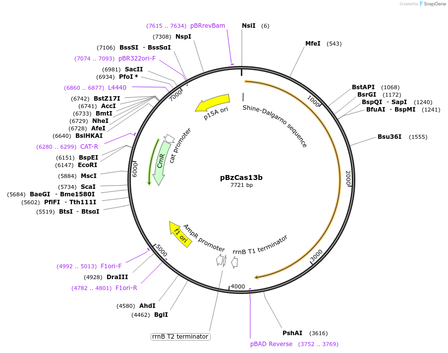 164862-plasmid-map-sequence-id-325316