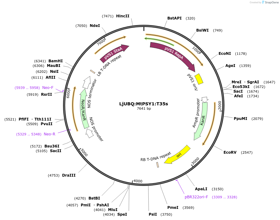 164767-plasmid-map-sequence-id-325320