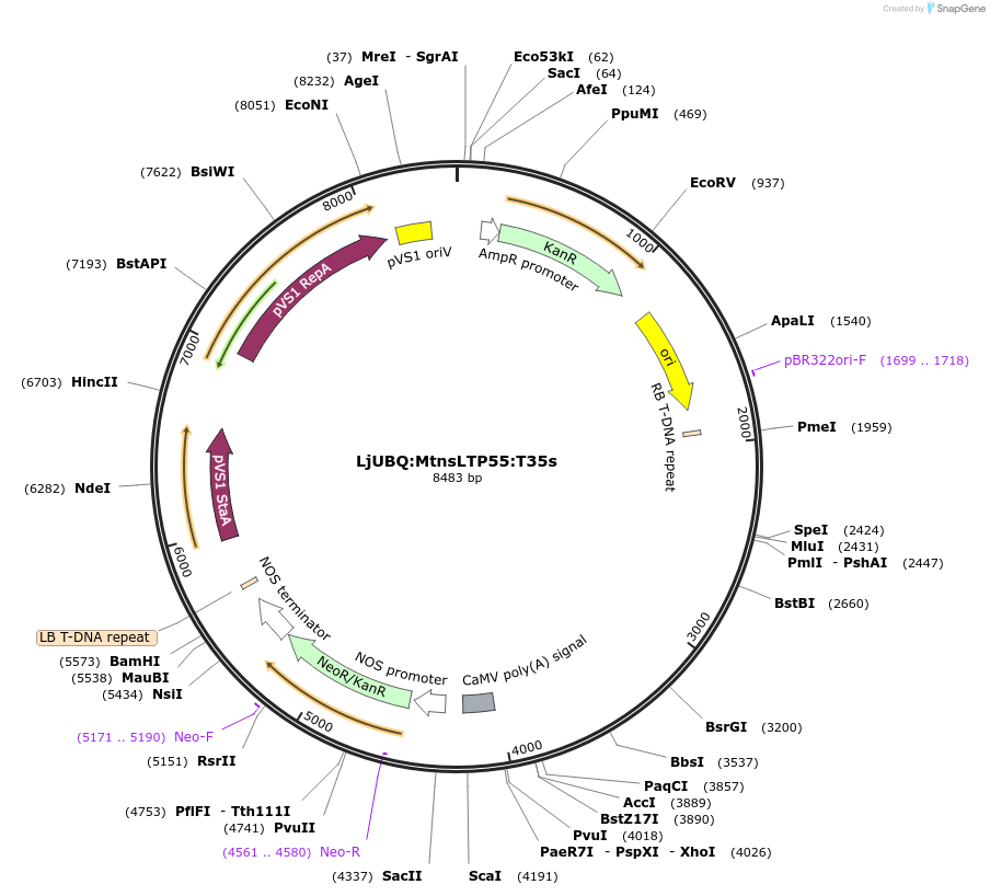 164759-plasmid-map-sequence-id-325322