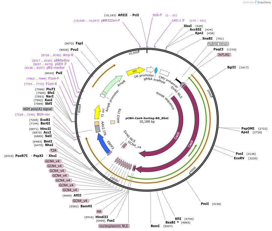 164805-plasmid-map-sequence-id-325323