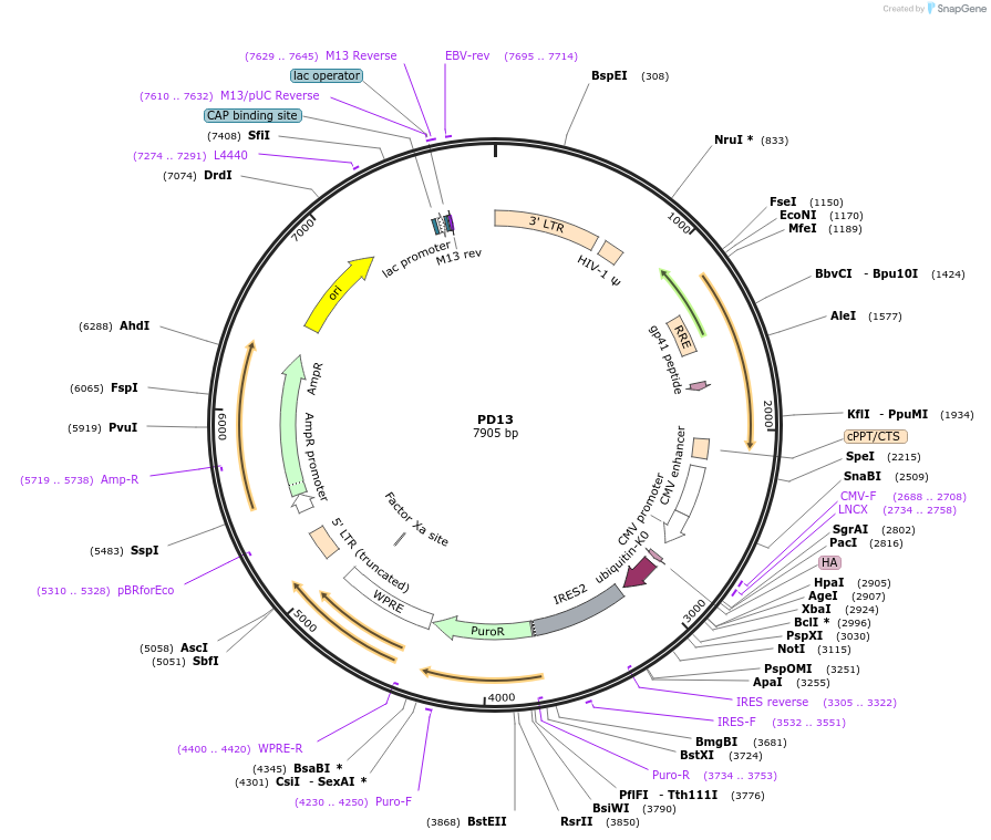 164530-plasmid-map-sequence-id-325326