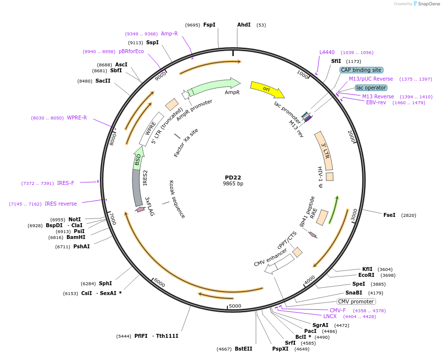 164531-plasmid-map-sequence-id-325327