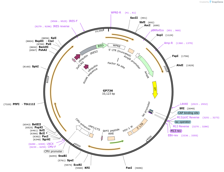 164532-plasmid-map-sequence-id-325328
