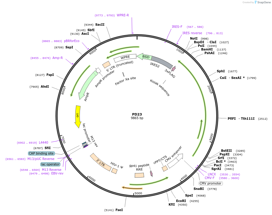164536-plasmid-map-sequence-id-325332