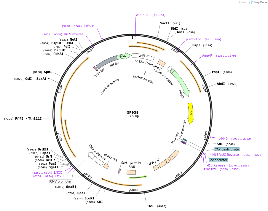 164538-plasmid-map-sequence-id-325334