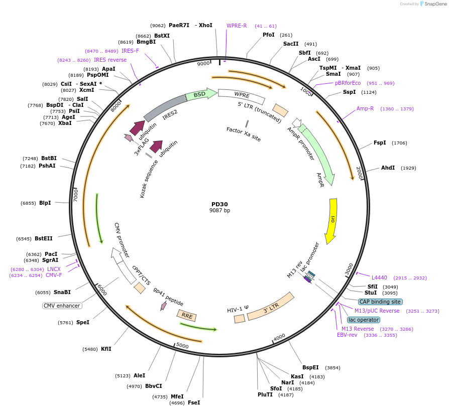 164543-plasmid-map-sequence-id-325339