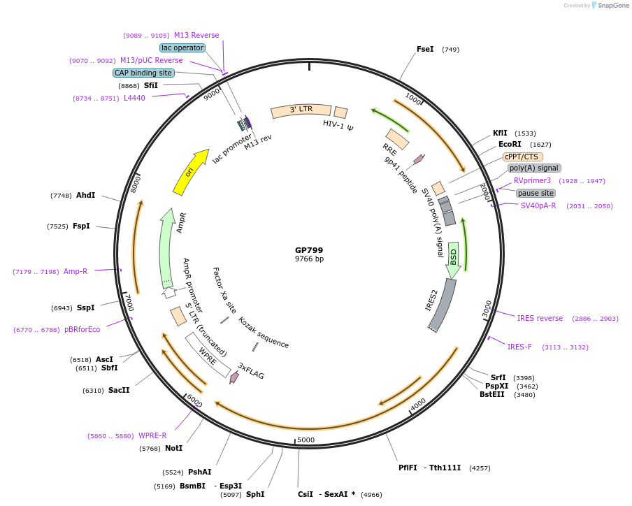 164544-plasmid-map-sequence-id-325340