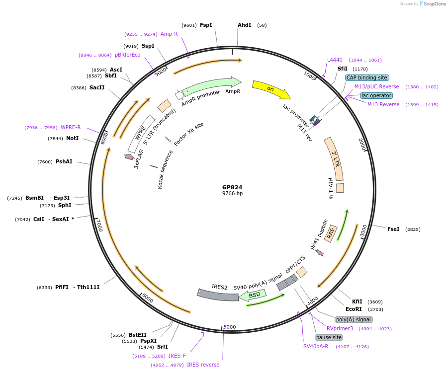 164549-plasmid-map-sequence-id-325345
