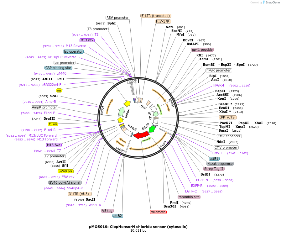 163048-plasmid-map-sequence-id-325361