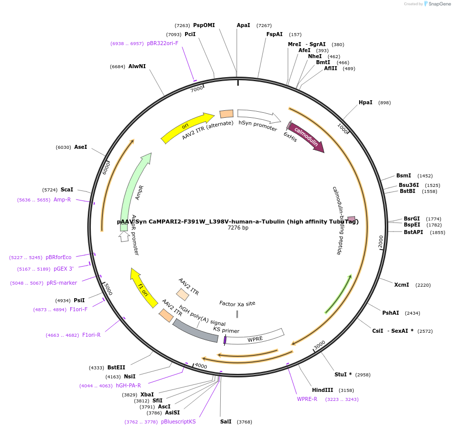 164193-plasmid-map-sequence-id-325364