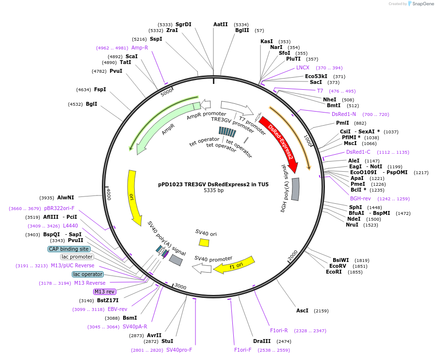 139257-plasmid-map-sequence-id-325370