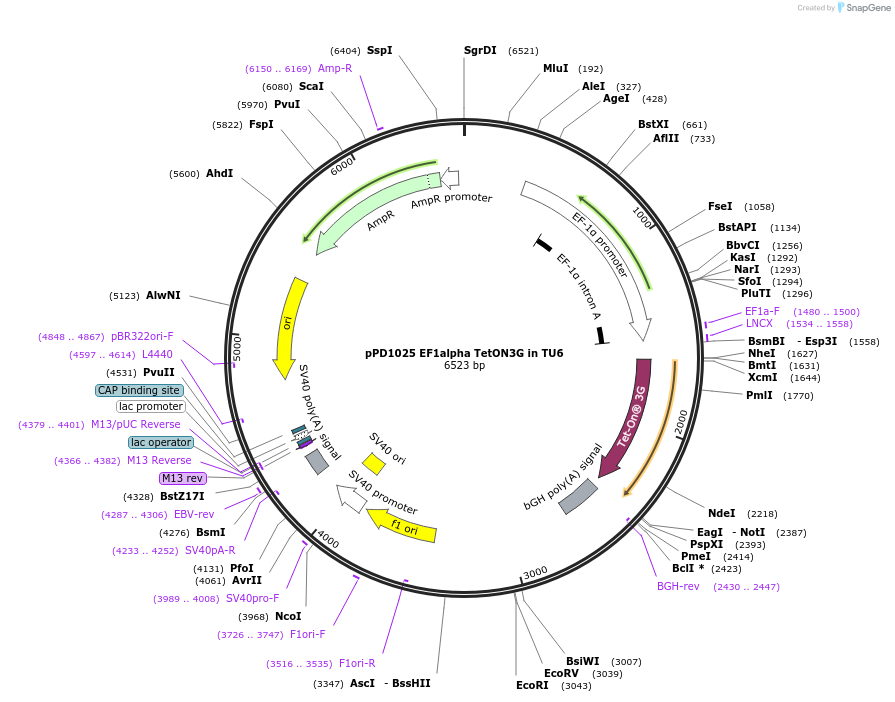 139262-plasmid-map-sequence-id-325375