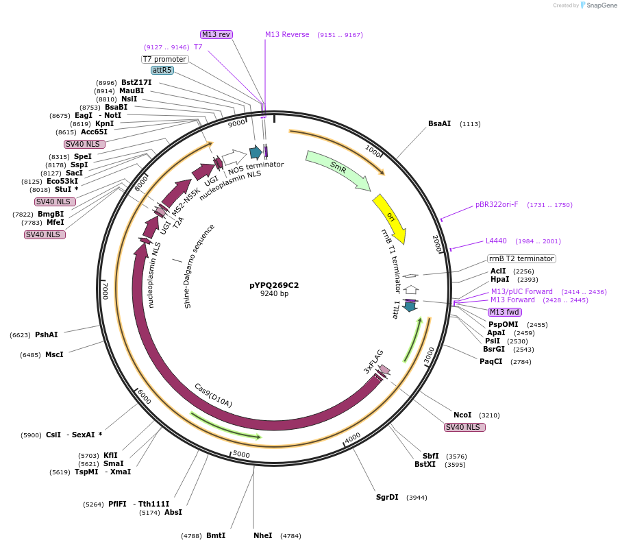 164716-plasmid-map-sequence-id-325386