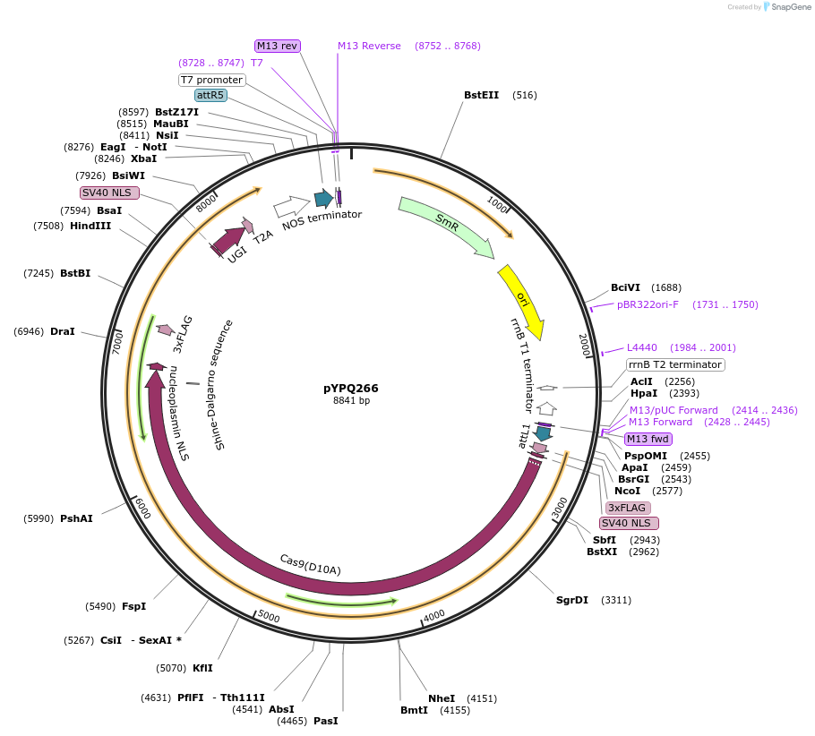 164713-plasmid-map-sequence-id-325387
