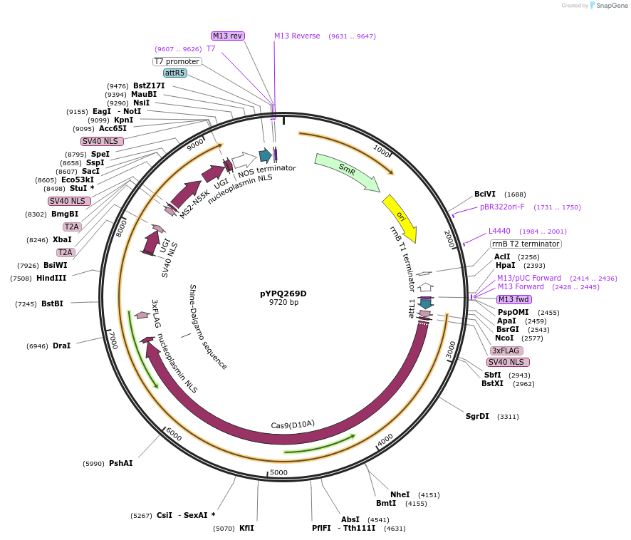 164717-plasmid-map-sequence-id-325388