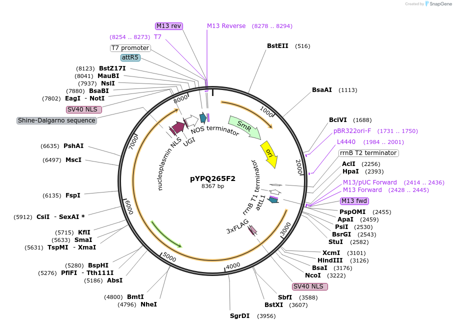 164722-plasmid-map-sequence-id-325389