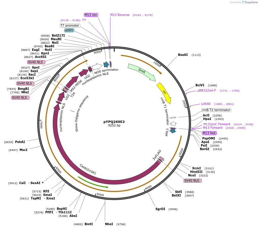 164721-plasmid-map-sequence-id-325393