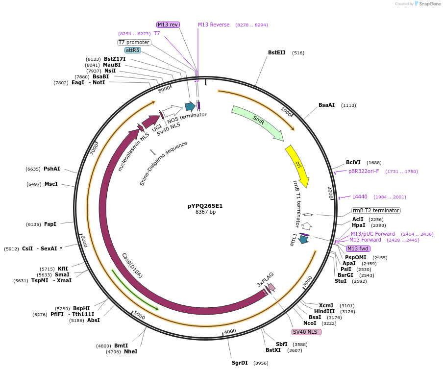 164718-plasmid-map-sequence-id-325394