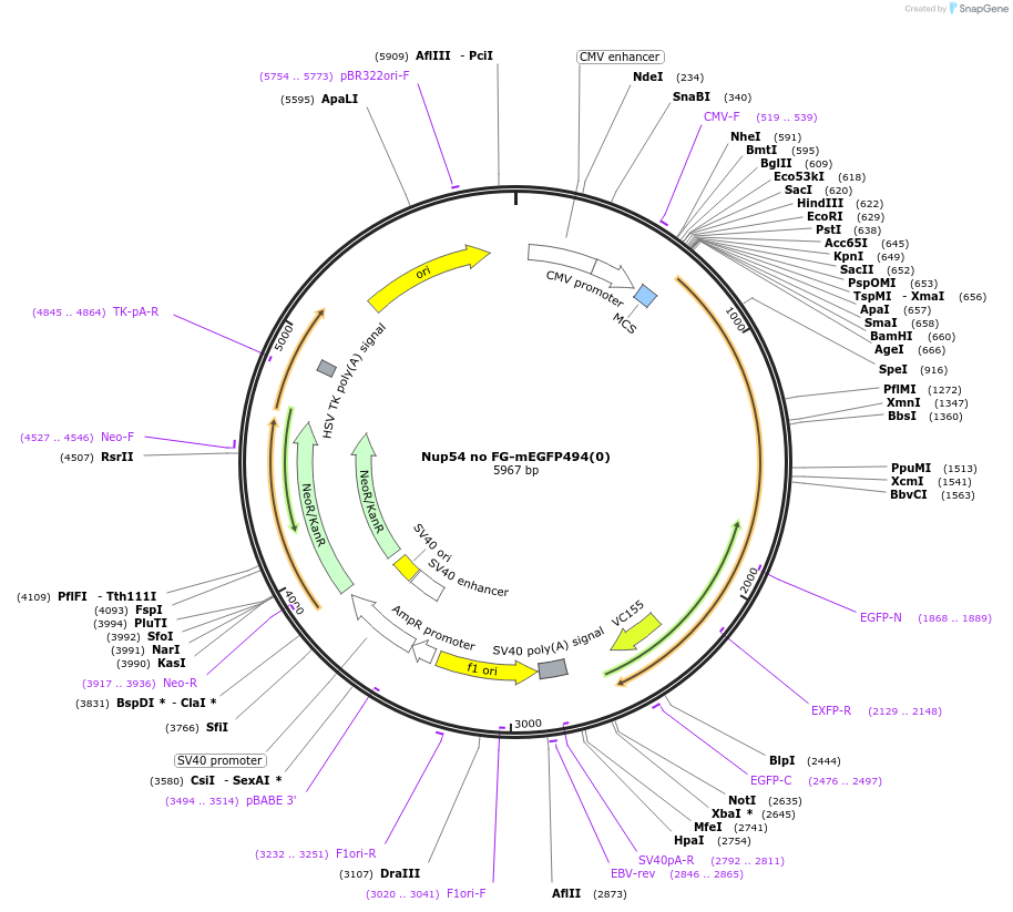 164269-plasmid-map-sequence-id-325395