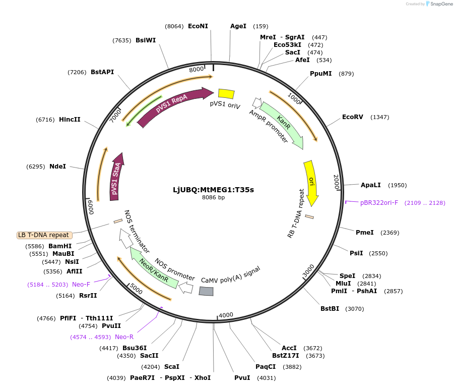 164753-plasmid-map-sequence-id-325400