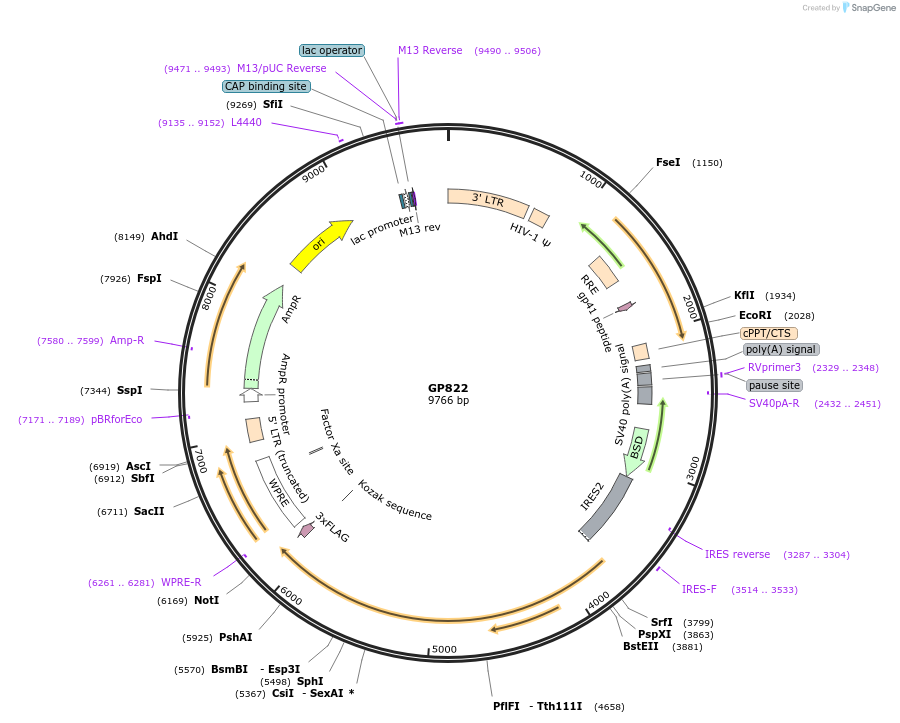 164553-plasmid-map-sequence-id-325401