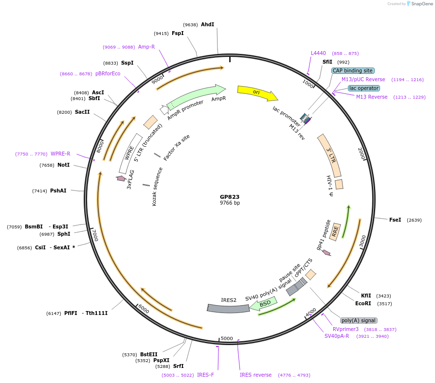 164554-plasmid-map-sequence-id-325403