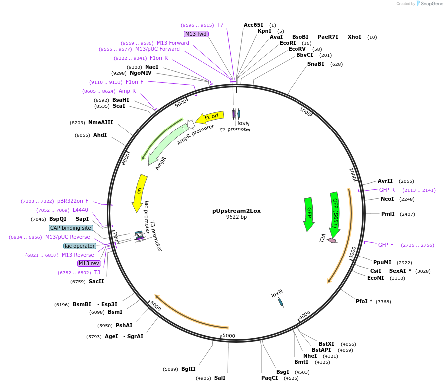 164573-plasmid-map-sequence-id-325424