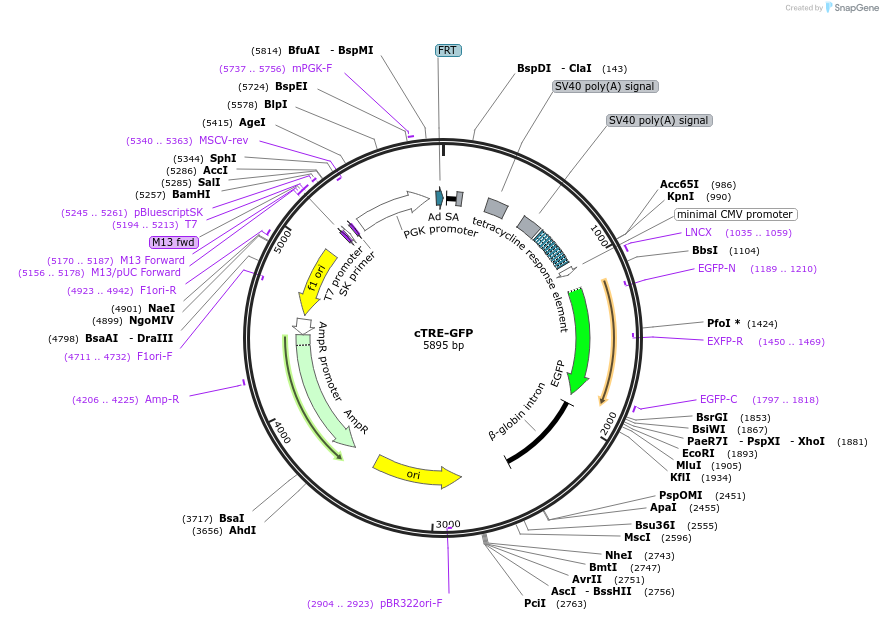 135665-plasmid-map-sequence-id-325434