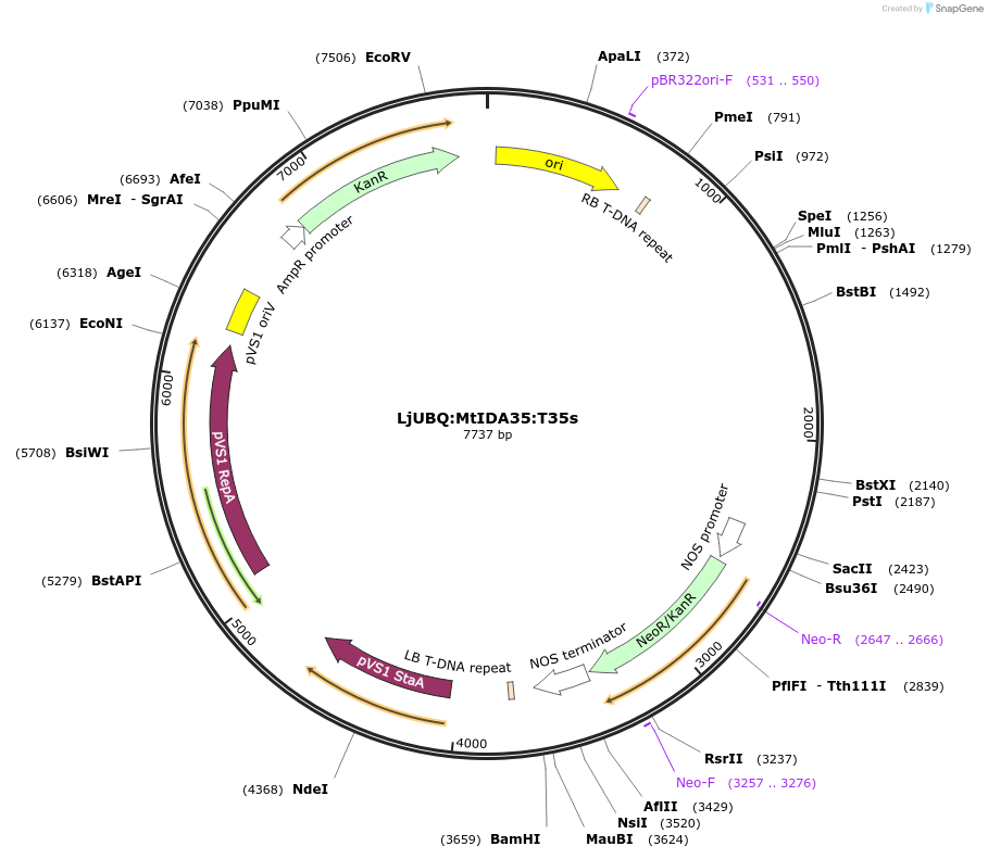 164747-plasmid-map-sequence-id-325437
