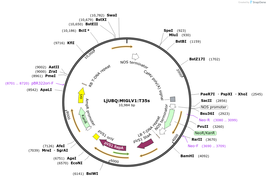 164738-plasmid-map-sequence-id-325440