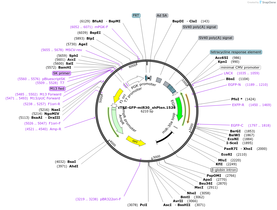 135667-plasmid-map-sequence-id-325441