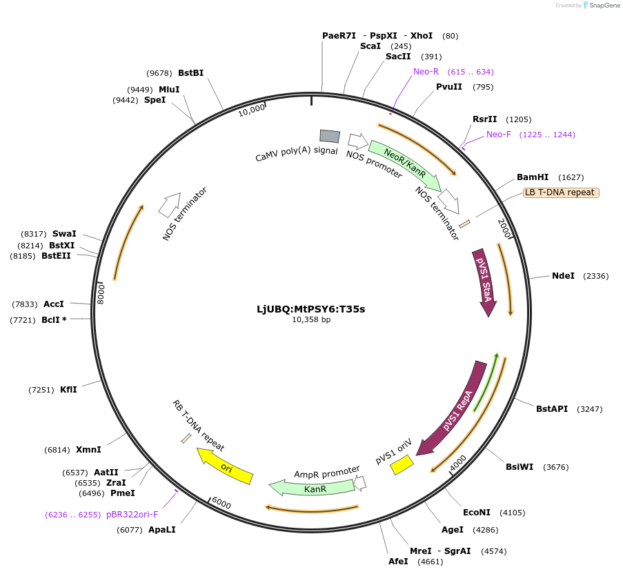 164769-plasmid-map-sequence-id-325447