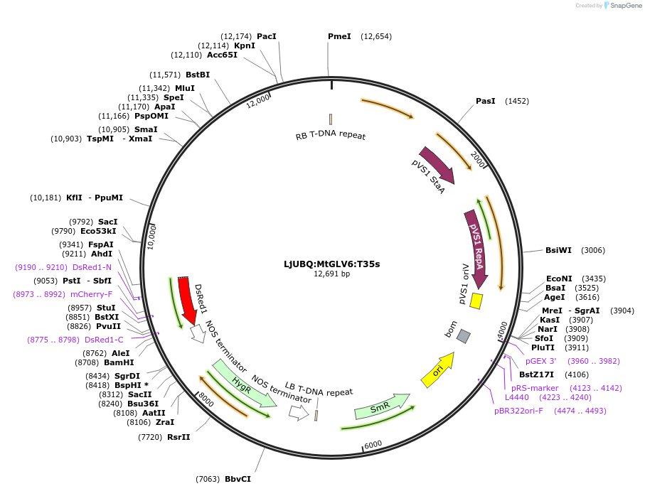 164741-plasmid-map-sequence-id-325449