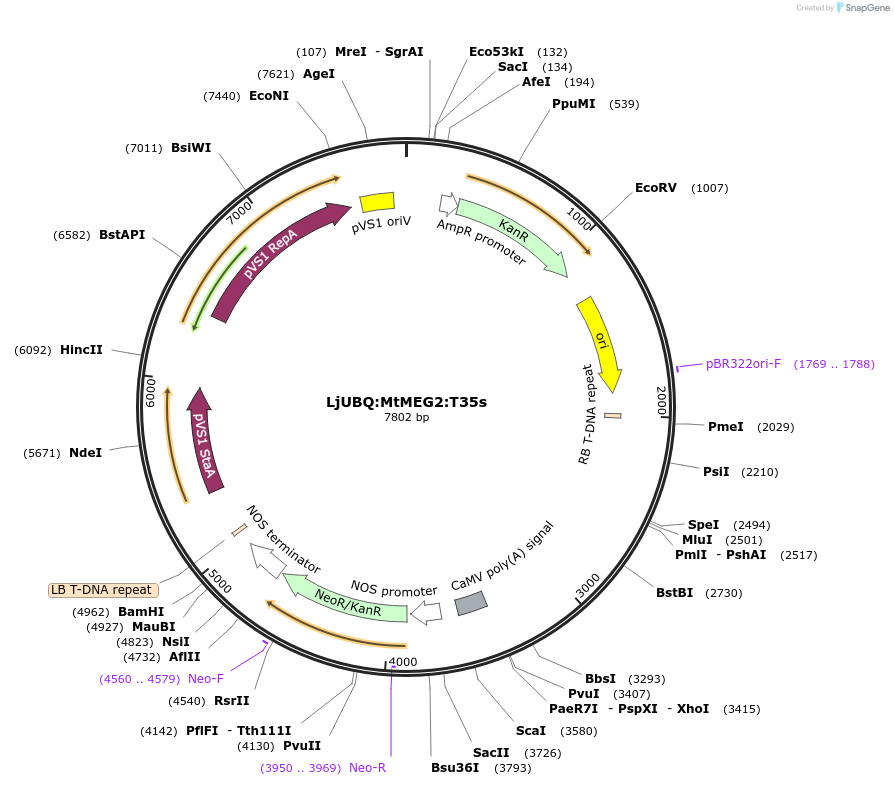 164754-plasmid-map-sequence-id-325450