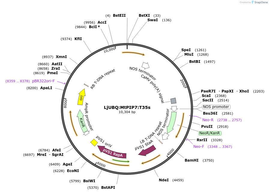 164766-plasmid-map-sequence-id-325452