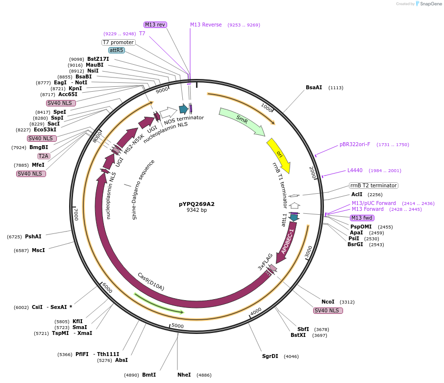 164714-plasmid-map-sequence-id-325471