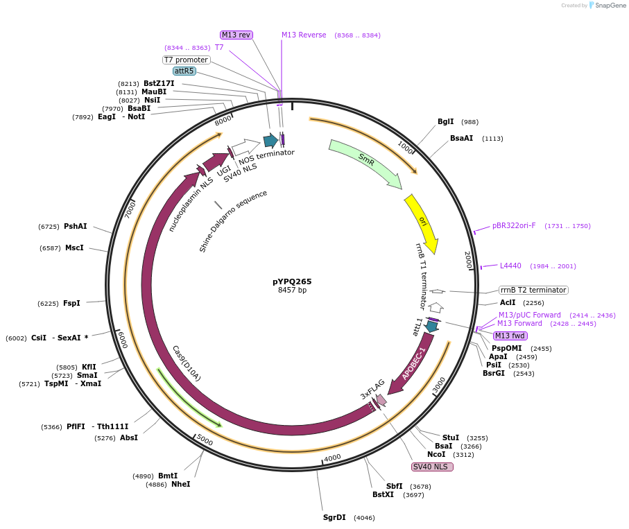 164712-plasmid-map-sequence-id-325473