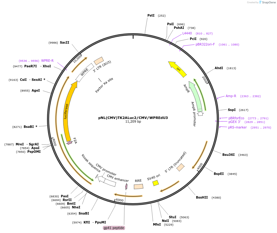 163965-plasmid-map-sequence-id-325505