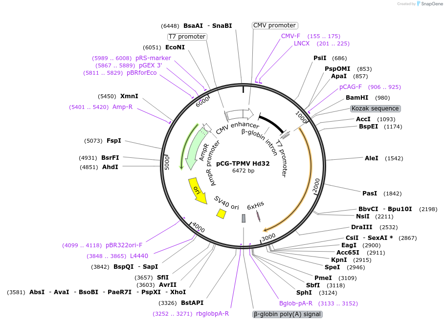 163963-plasmid-map-sequence-id-325507