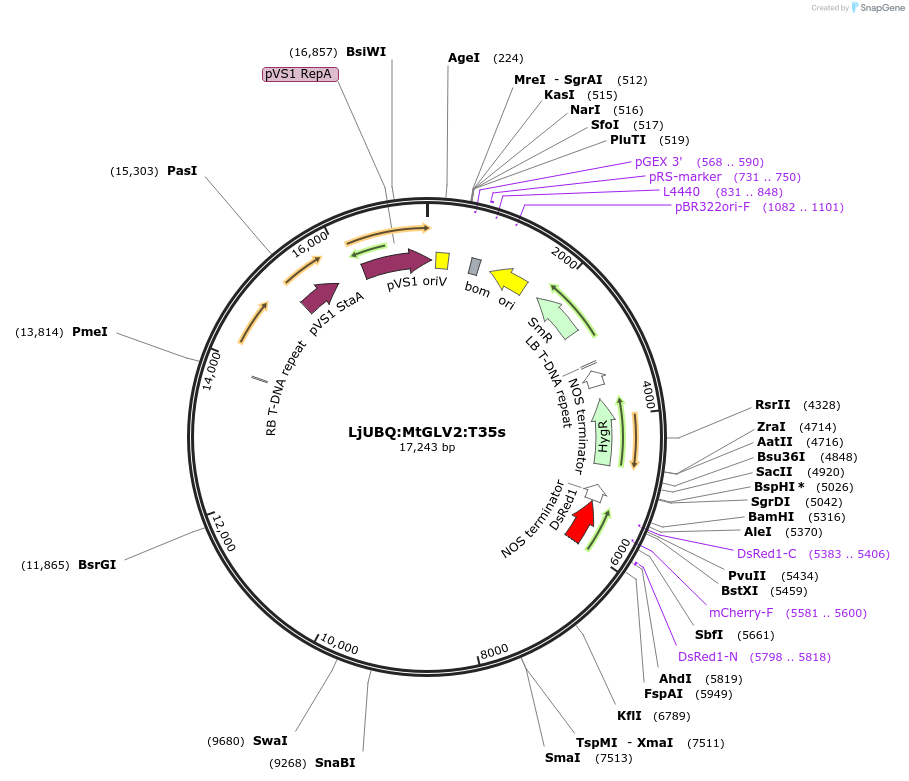 164740-plasmid-map-sequence-id-325513