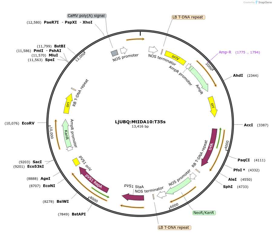 164743-plasmid-map-sequence-id-325514