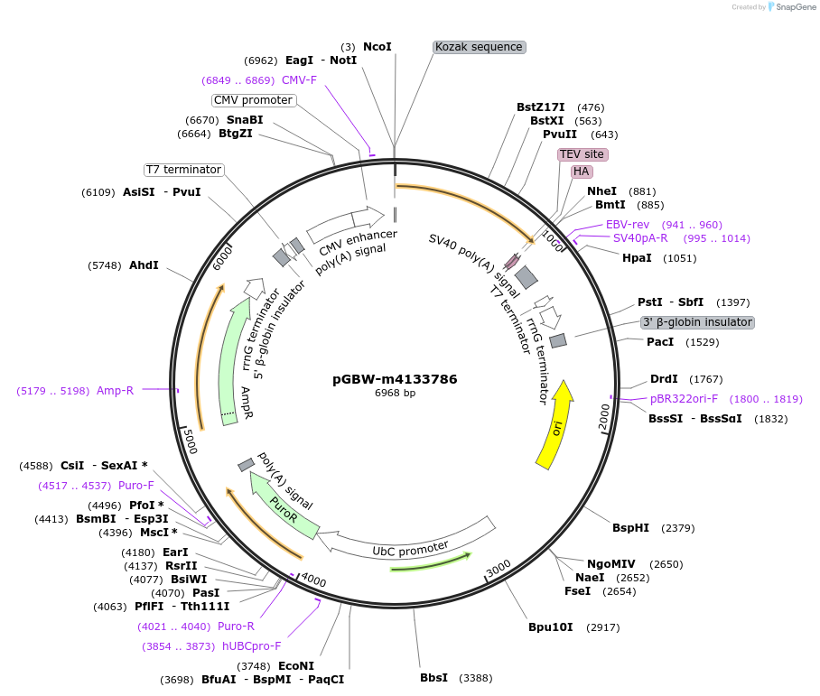 152227-plasmid-map-sequence-id-325525
