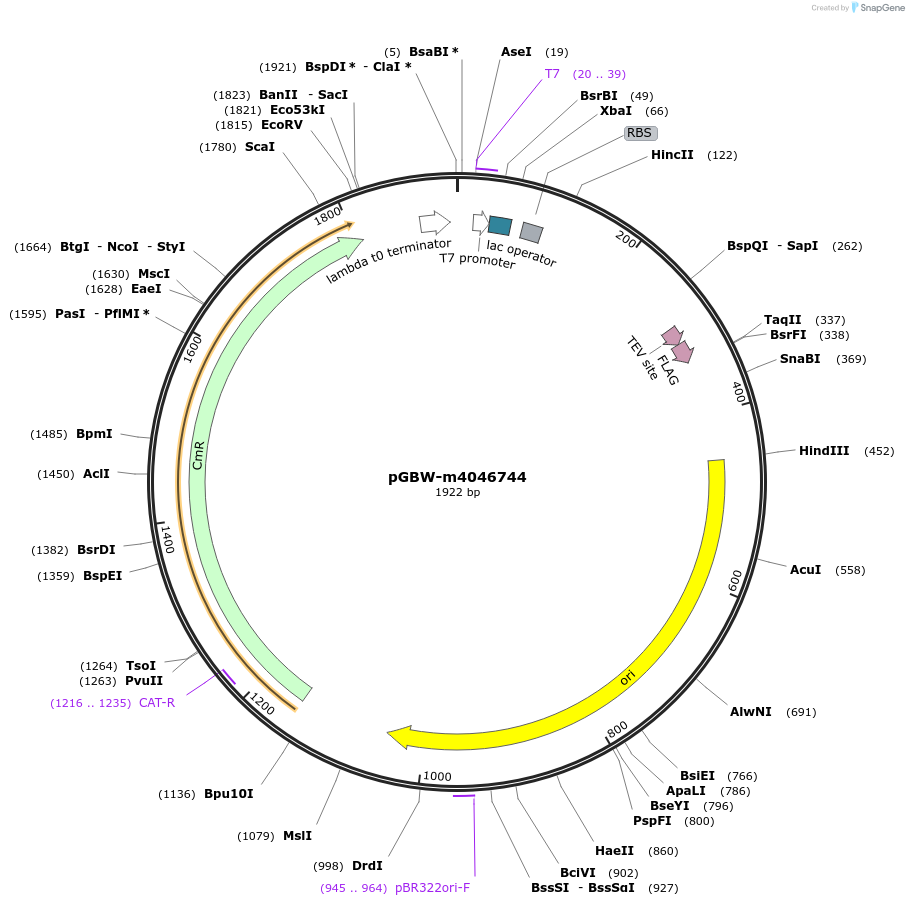 145728-plasmid-map-sequence-id-325546
