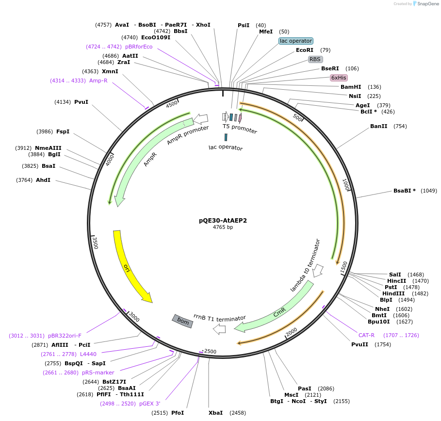 159529-plasmid-map-sequence-id-325547