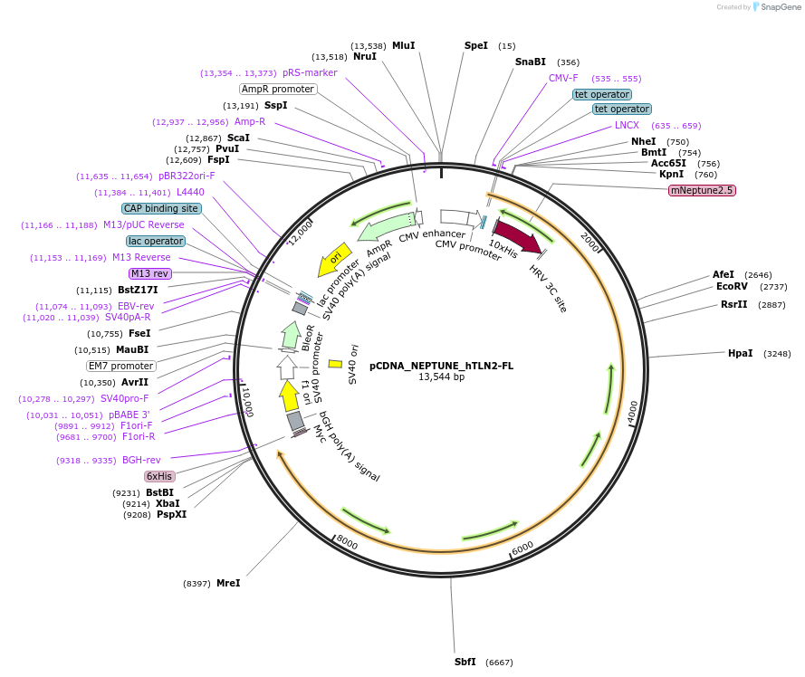 164842-plasmid-map-sequence-id-325549