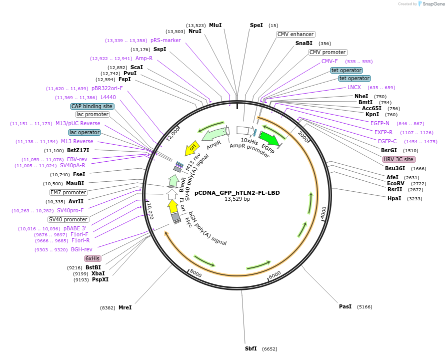 164841-plasmid-map-sequence-id-325550