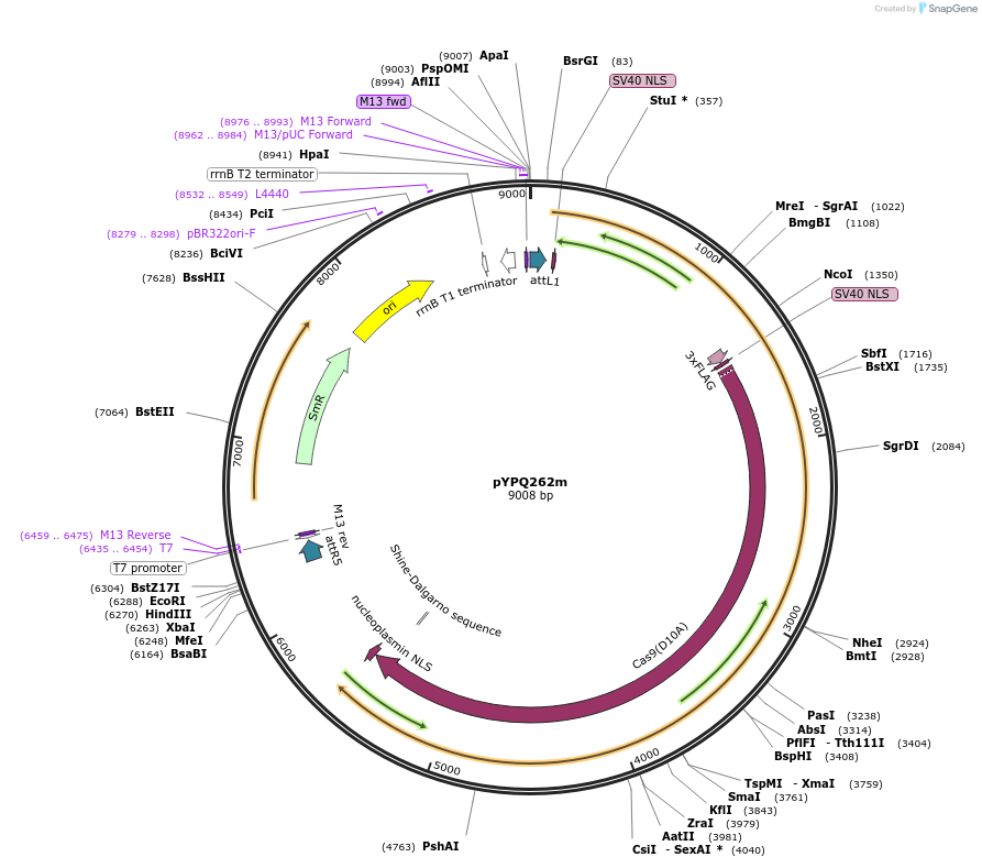 161522-plasmid-map-sequence-id-325551