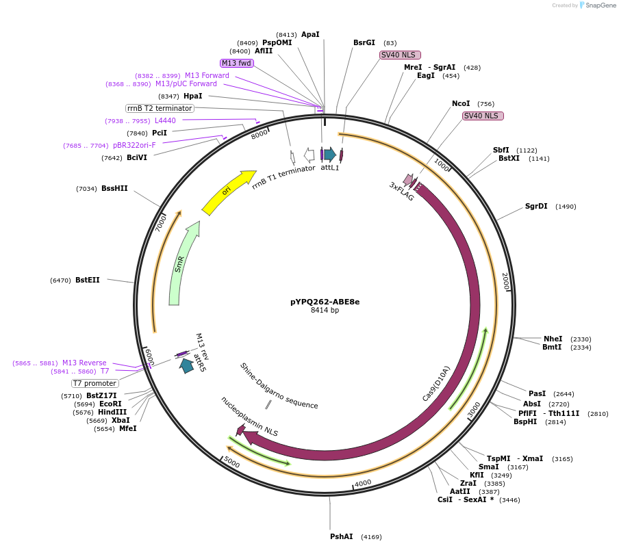 161523-plasmid-map-sequence-id-325555