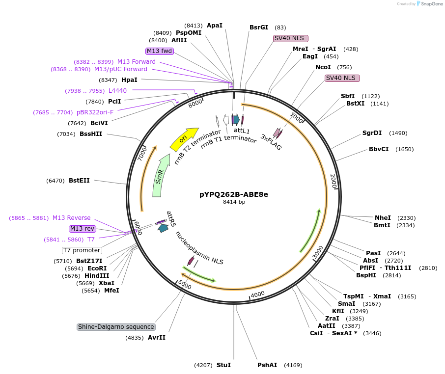 161524-plasmid-map-sequence-id-325557