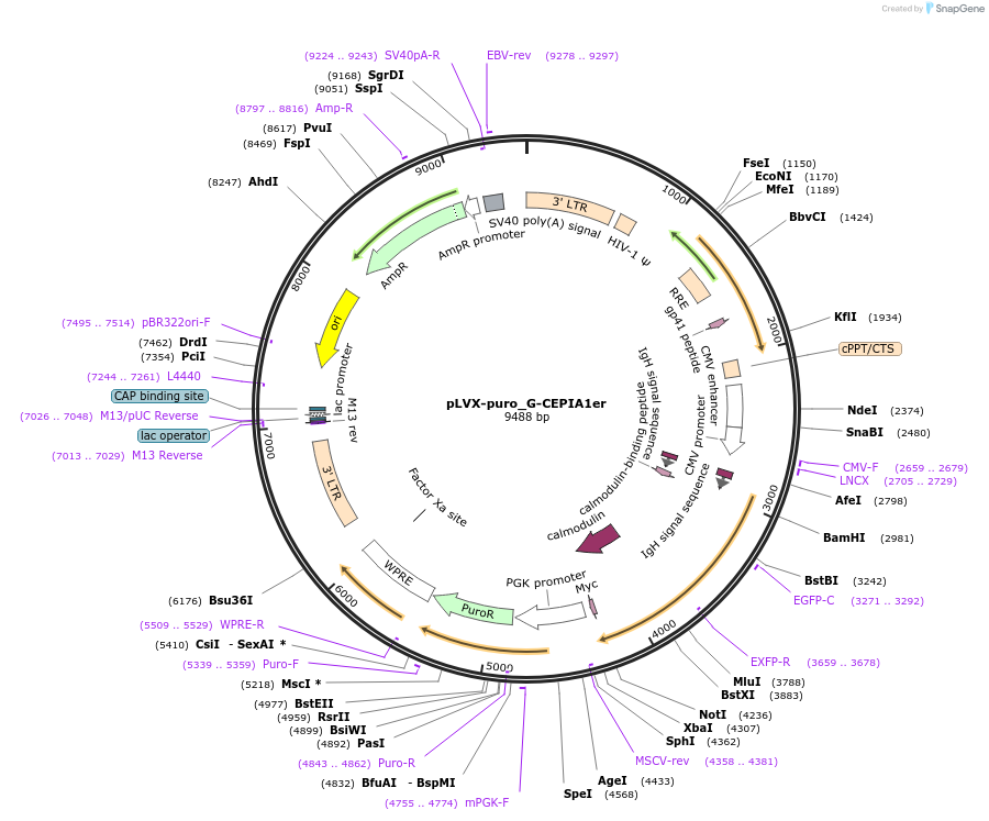 164590-plasmid-map-sequence-id-325631